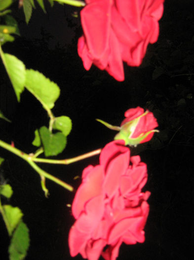 trandafiri 003
