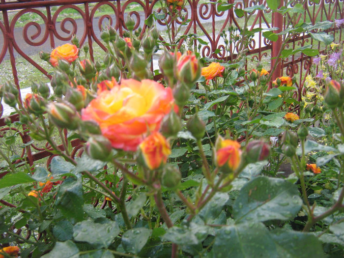 trandafiri 015