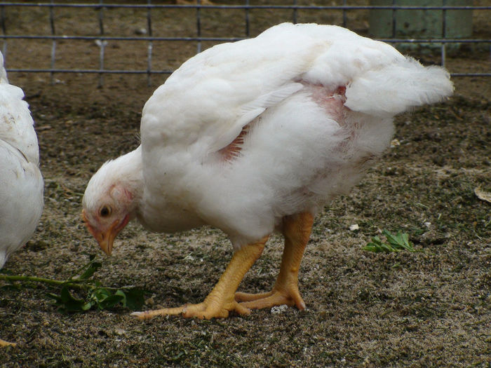 23 mai-34 zile-1,385kg