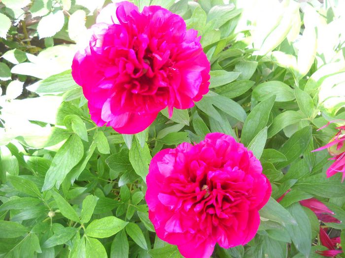DSCN0215 - 3 flori de mai
