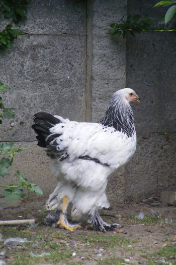 PUICUTE BRAHMA