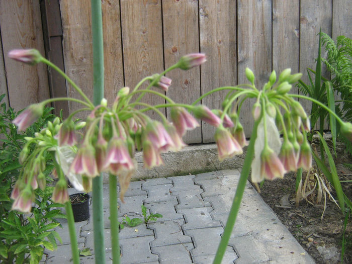 nectaroscordum siculum 001 - nectaroscordum sicullum 2014