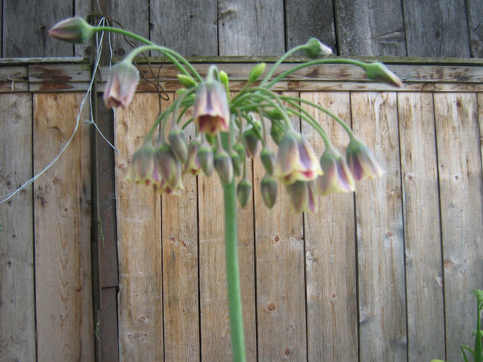 nectaroscordum siculum 002