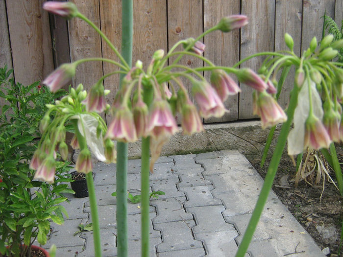 nectaroscordum siculum 004 - Flori in curte