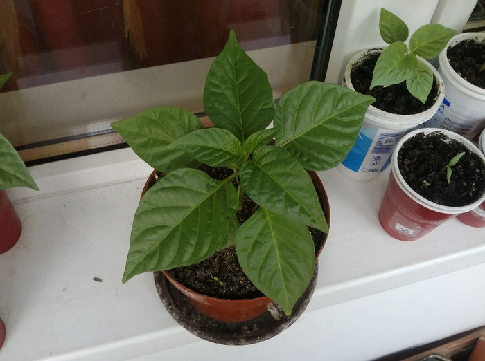 cardi TS - Trinidad Scorpion 2014