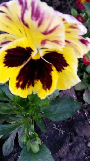 20140517_192404 - flori de gradina 2014