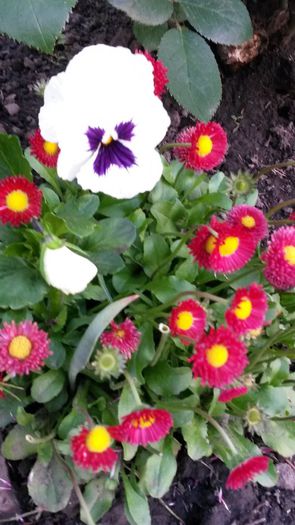 20140517_192407 - flori de gradina 2014