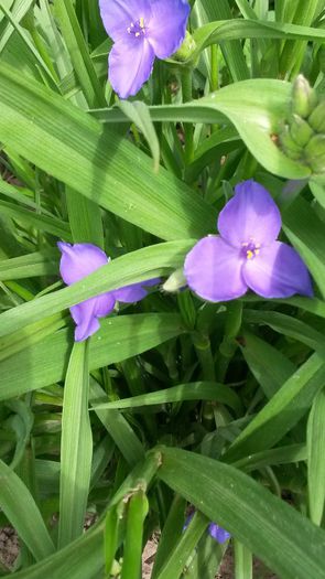 20140523_100158 - flori de gradina 2014