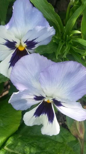 20140523_154914 - flori de gradina 2014