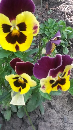 20140523_154921 - flori de gradina 2014