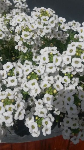20140523_155307 - flori de gradina 2014
