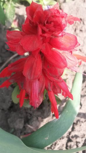 20140523_155344 - flori de gradina 2014