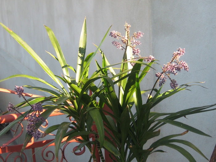 cordilyne  stricta 002