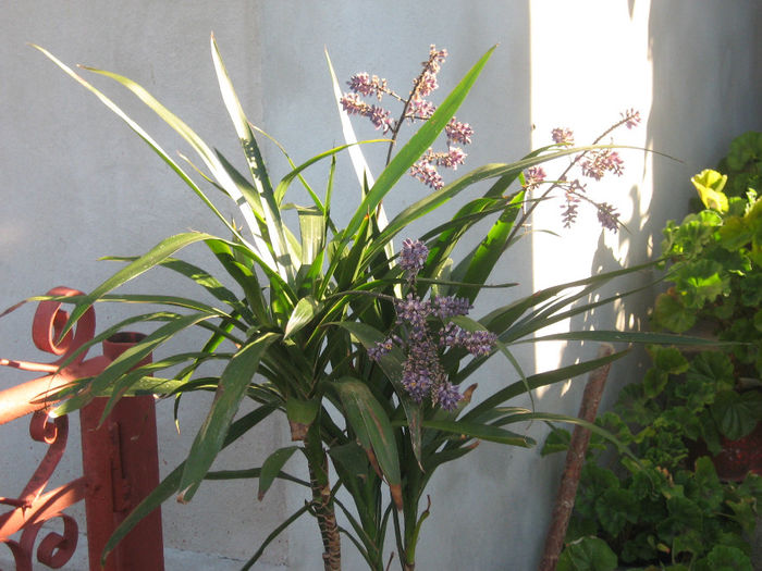 cordilyne  stricta 001