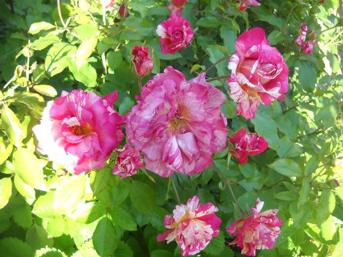 DSCN0276 - 6 trandafiri
