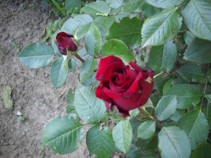 DSCN0281 - 6 trandafiri