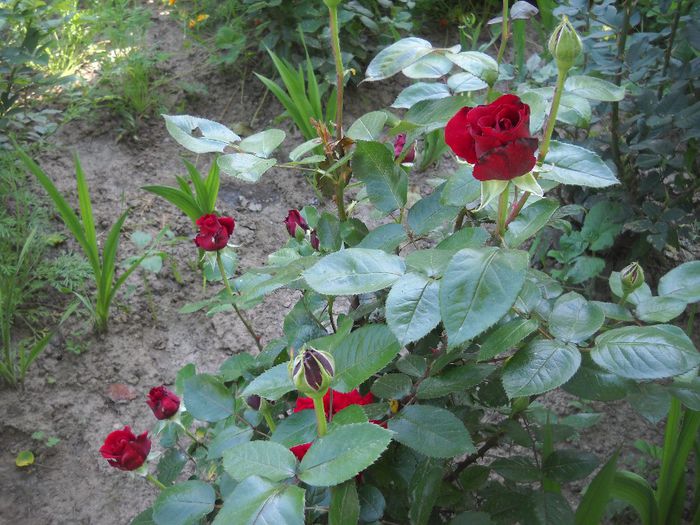 DSCN0285 - 6 trandafiri