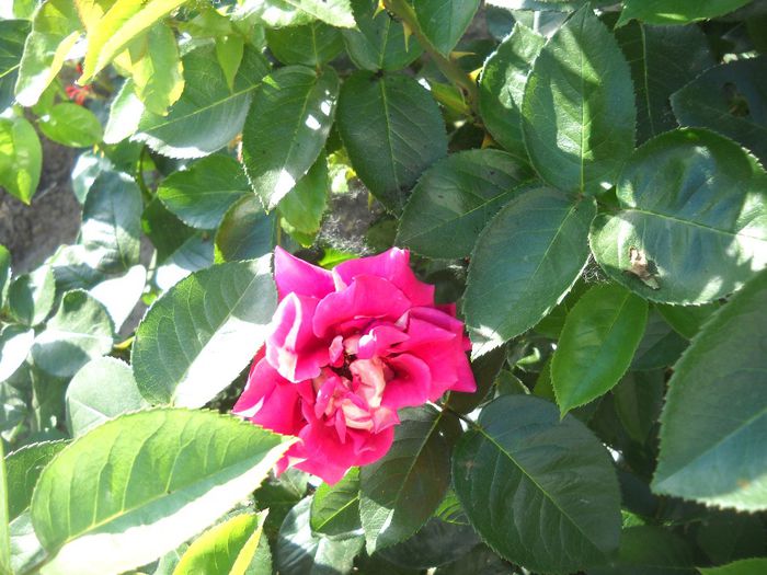 DSCN0287 - 6 trandafiri