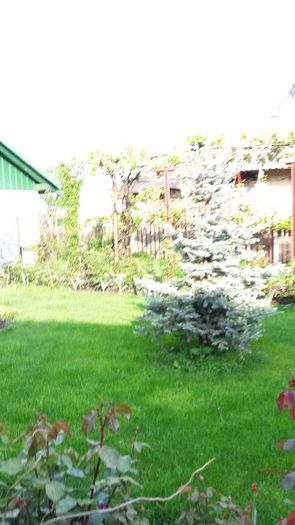 20140516_182515 - flori de gradina 2014