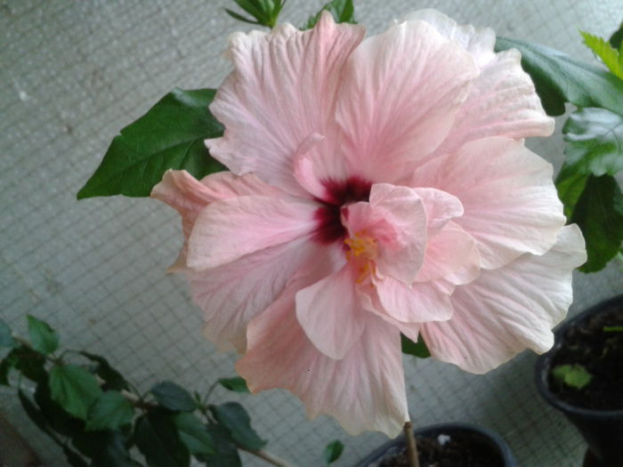 2014-05-23 19.24.47 - Hibiscus 2