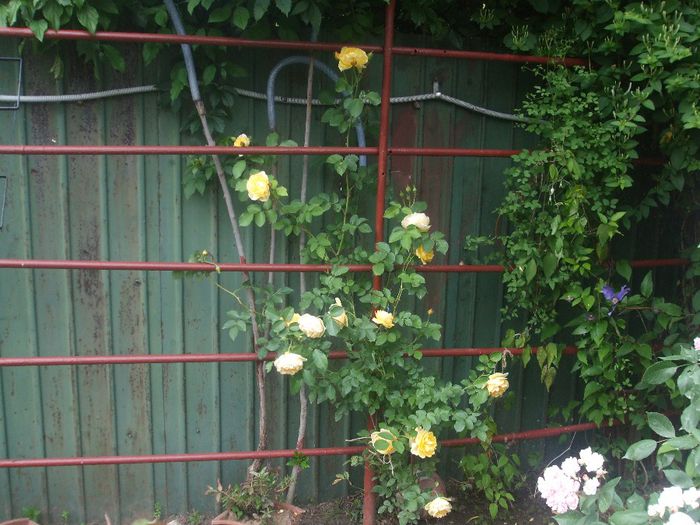 poza flori 047 - primavara 2014