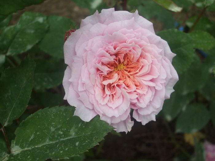 William Christie - primavara 2014