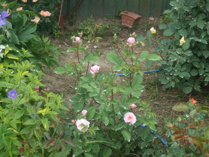 William Christie - primavara 2014