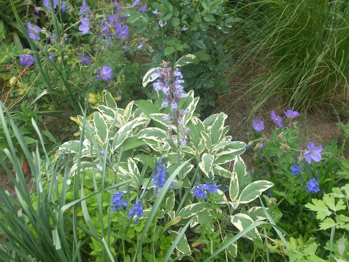 poza flori 070 - primavara 2014