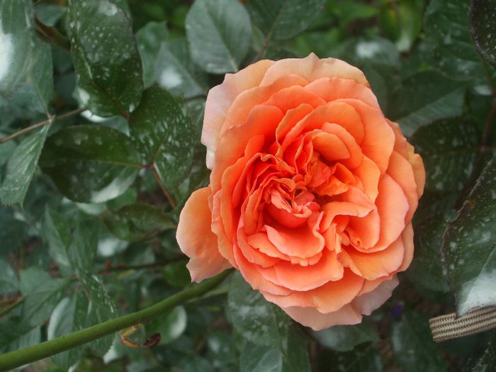 Bora-bora - primavara 2014