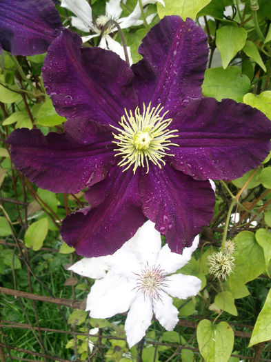 Photo2737 - 2014 Trandafiri si clematis