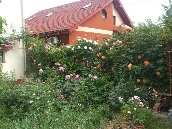 poza flori 098 - primavara 2014