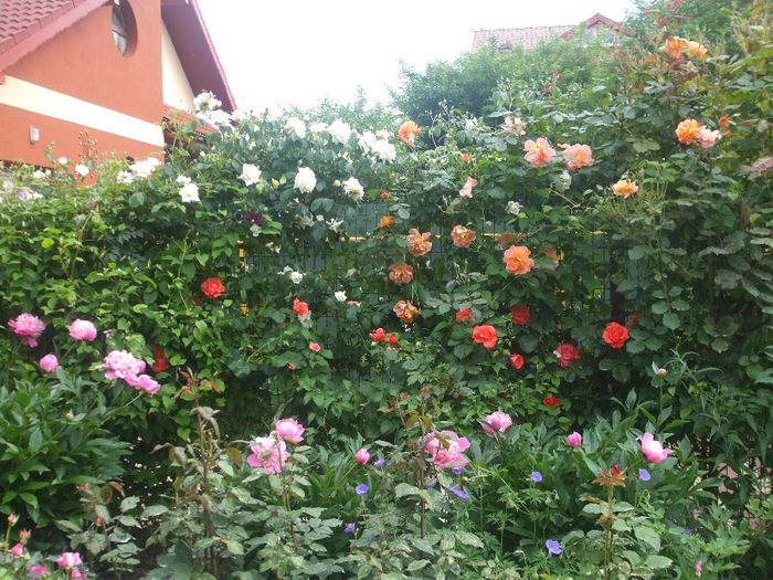 poza flori 099 - primavara 2014