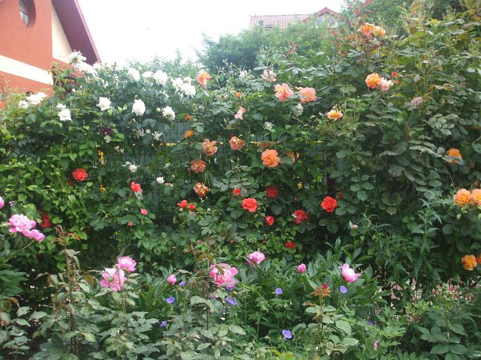 poza flori 102