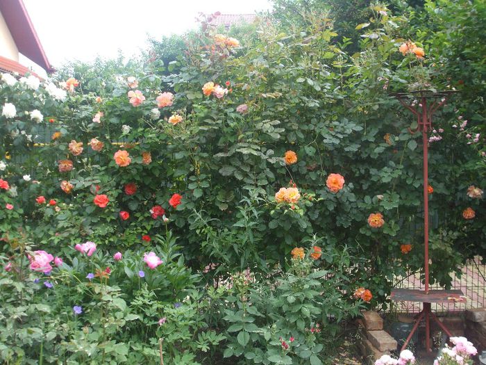 poza flori 103