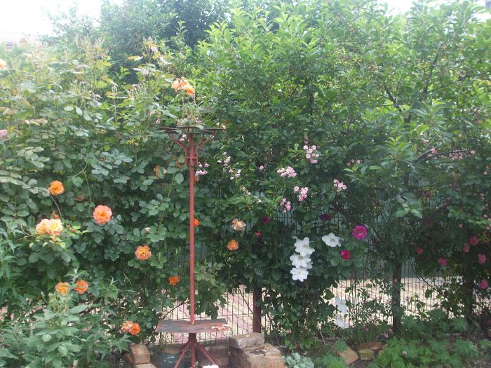 poza flori 104