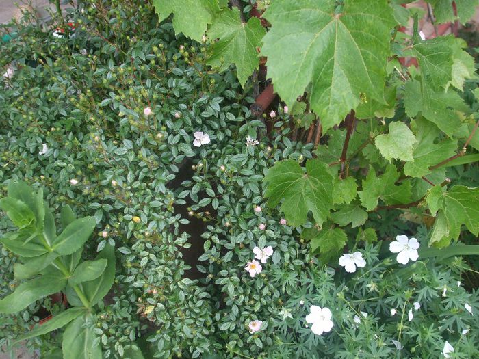 poza flori 116