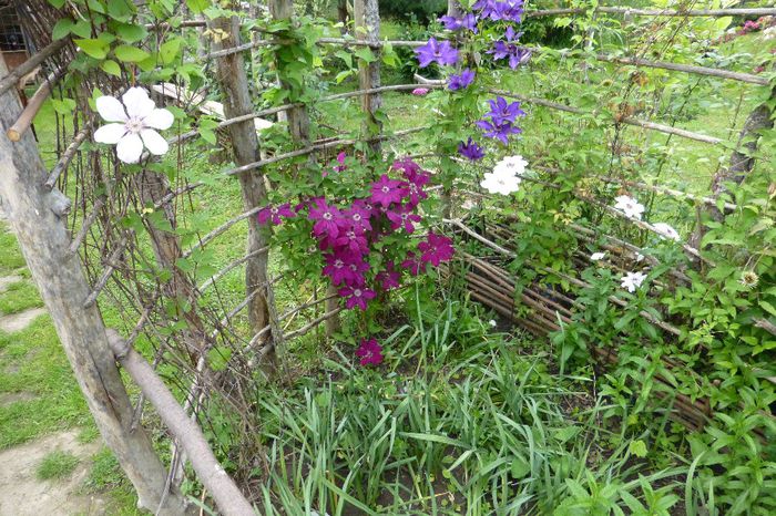 P1030268 - 23 05 2014