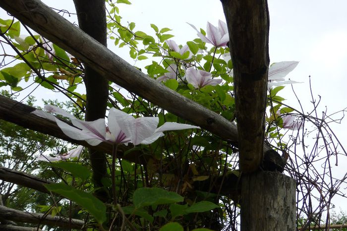 P1030270 - 23 05 2014