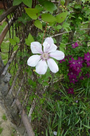 P1030272 - 23 05 2014