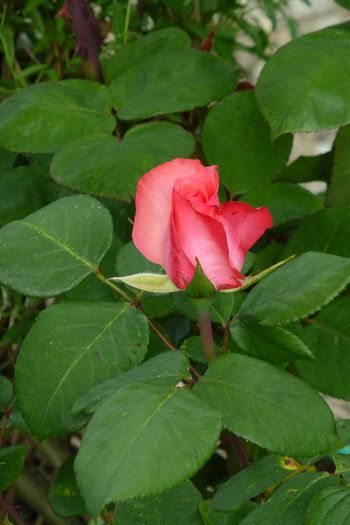 P1030278 - 23 05 2014