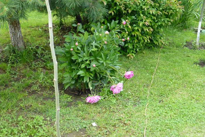 P1030287 - 23 05 2014