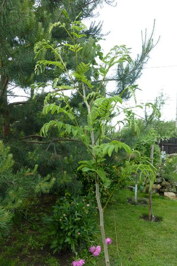 P1030288 - 23 05 2014