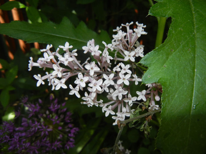 Syringa patula Miss Kim (2014, May 13) Syringa patula Miss Kim (2014, May 13)