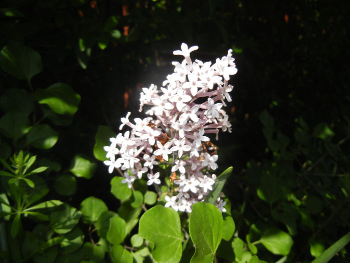 Syringa patula Miss Kim (2014, May 13) - Liliac_Syringa patula Miss Kim