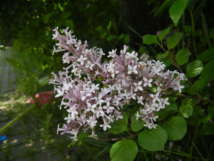 Syringa patula Miss Kim (2014, May 13) - Liliac_Syringa patula Miss Kim