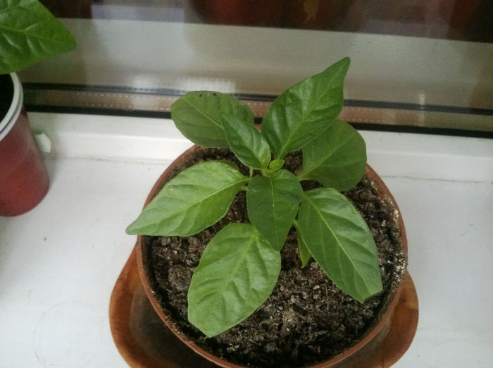 Nebru 7; 7 Pod Galben x Scotch bonnet
