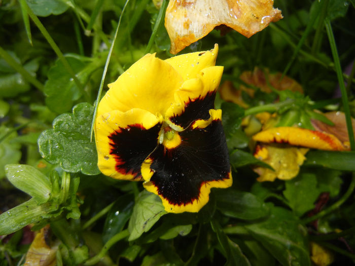 Pansy (2014, May 13) - PANSY_Viola x wittrockiana