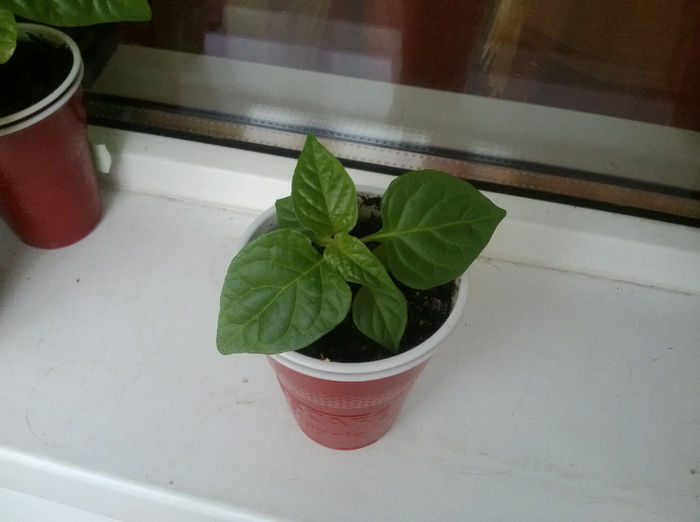 Bhut rosu 2; Seria 2
