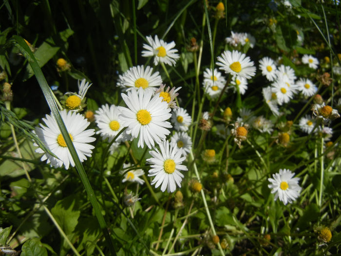 Bellis perennis (2014, May 13) - BELLIS Perennis