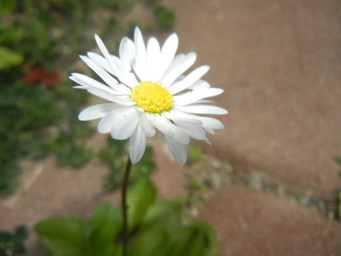 Bellis perennis (2014, May 18) - BELLIS Perennis